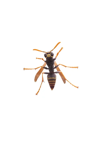 stock image Yellow Jacket