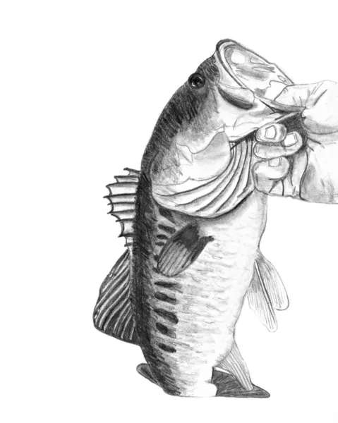 Bas vissen tekening — Stockfoto