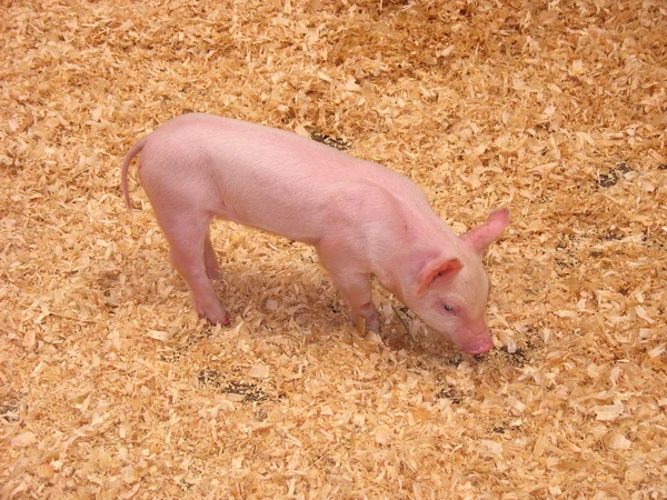 Küçük domuzcuk — Stok fotoğraf