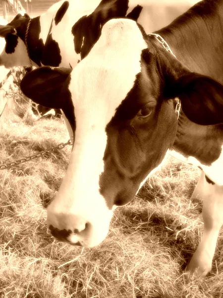 Closeup kráva — Stock fotografie