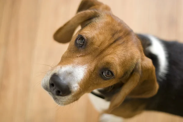 Schattig beagle hond — Stockfoto