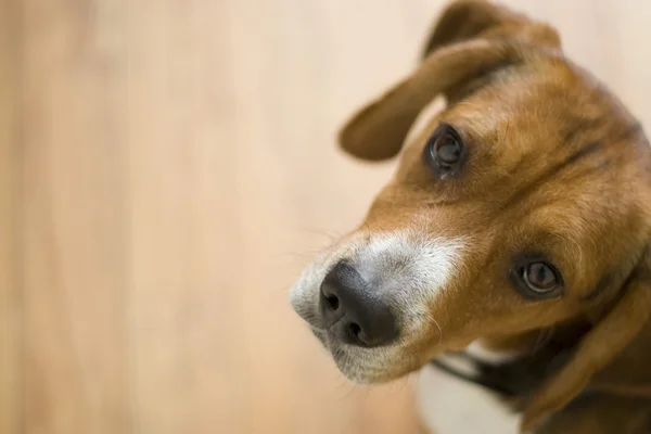 Sød beagle hund - Stock-foto
