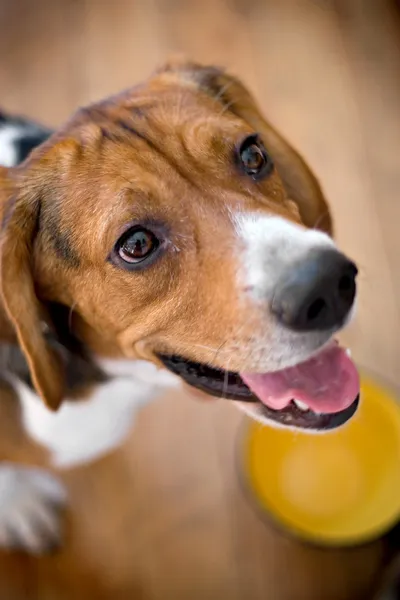 Beagle หิว — ภาพถ่ายสต็อก