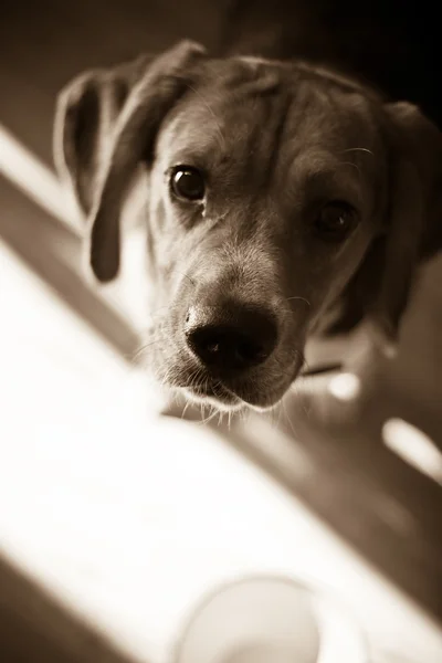 Beagle lapar — Stok Foto