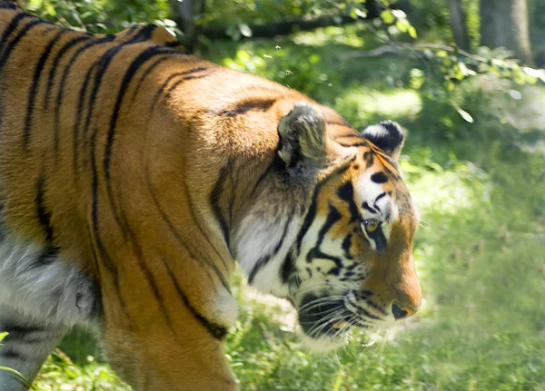 stock image Tiger
