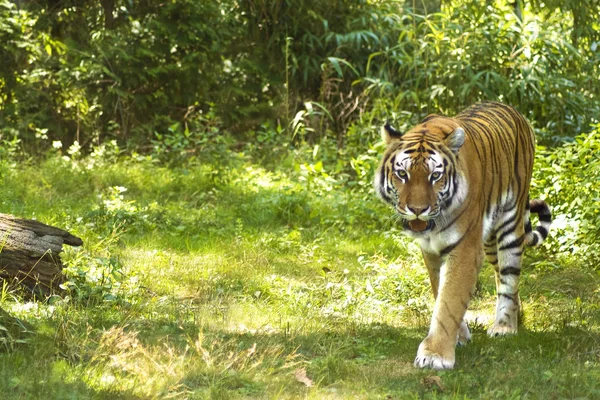 Tiger — Stock Photo, Image