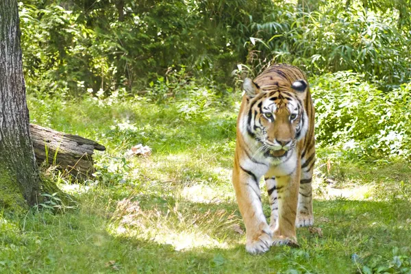 Бродящий тигр — стоковое фото