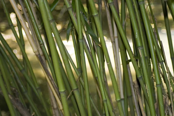 Aziatische bamboe — Stockfoto