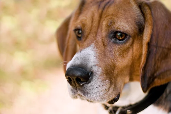 Anjing Beagle yang penuh perhatian — Stok Foto