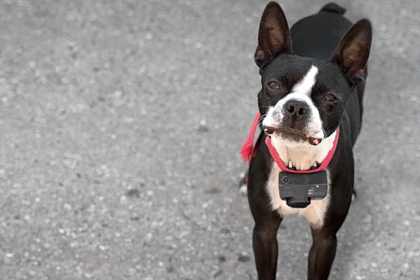 Nyfiken boston terrier — Stockfoto
