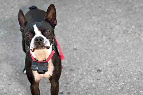 Boston Terrier. — Foto de Stock