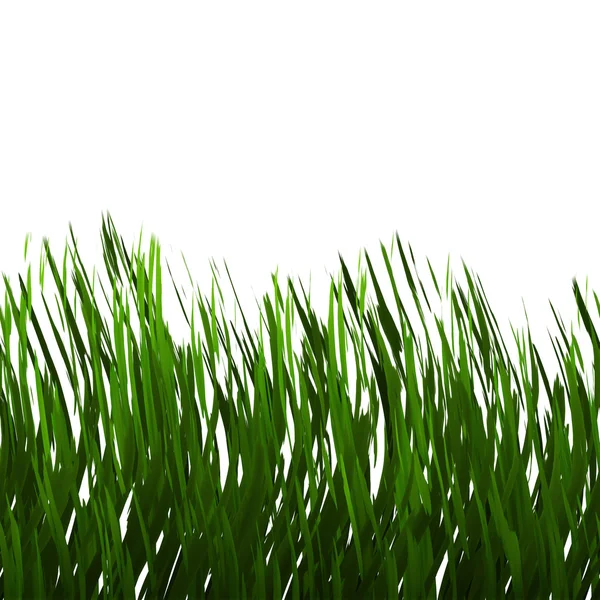 Зелена трава, ізольовані — стокове фото