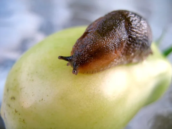 Pesty slug — Foto Stock