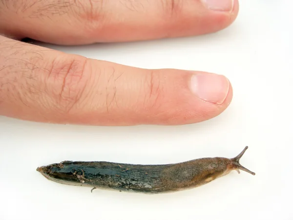 Tamanho real Slug — Fotografia de Stock