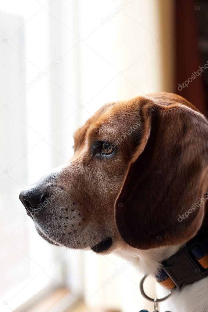 Alert Beagle Dog