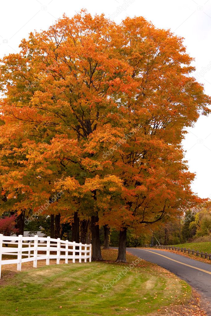 Vibrant Fall Foliage Maple Tree