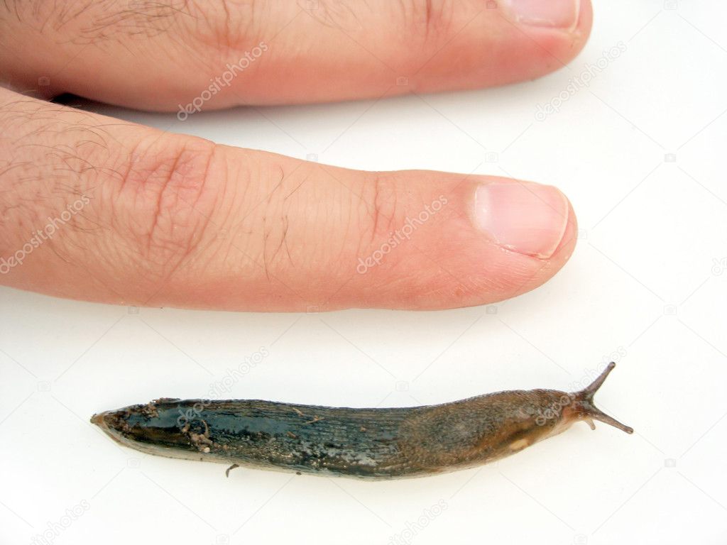 Actual Size Slug