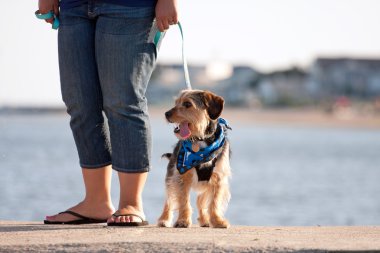 Woman Walking The Puppy clipart