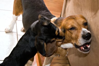 oynama ve Dövüş köpekleri