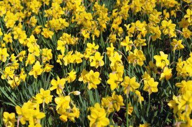 Yellow Spring Daffodils clipart