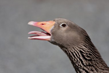 Angry Goose clipart