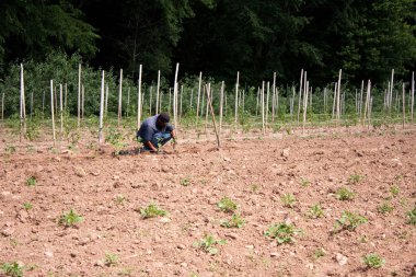 Man Farming Crops clipart