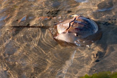 Horseshoe Crab Swimming clipart