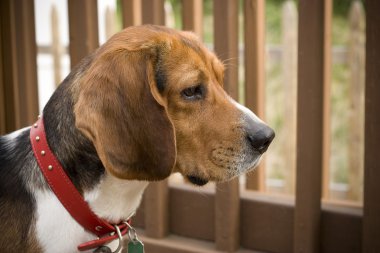 Alert Beagle Pup clipart