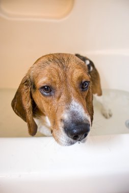 Beagle Dog in the Bathtub clipart