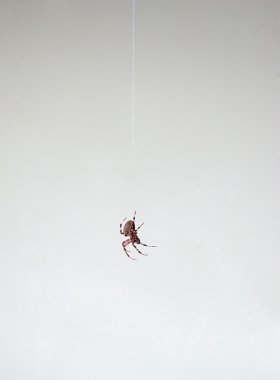 Spider Dangling clipart