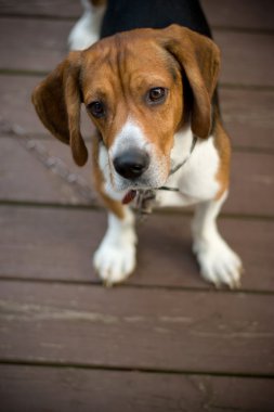 şirin beagle pup