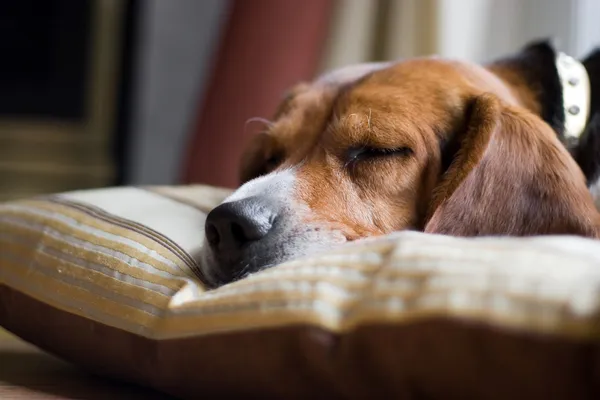 Beagle perro durmiendo — Foto de Stock
