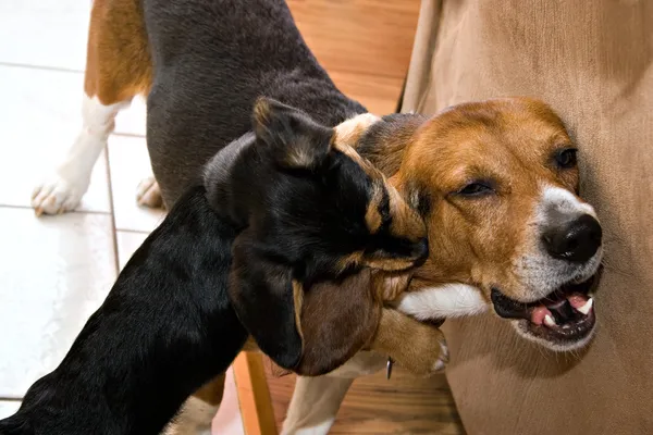Hunde spielen und kämpfen — Stockfoto