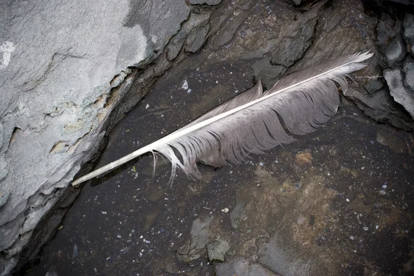 Seagull Feather