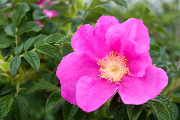 Rosa rugosa — Fotografia de Stock