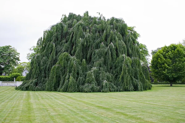 stock image Weeping Beech Tree