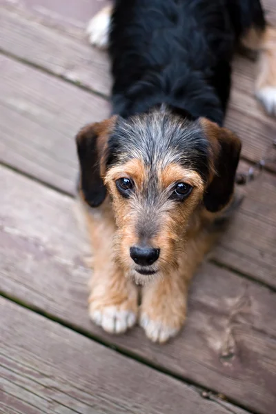 Schattige puppy hondje vaststelling van — Stockfoto