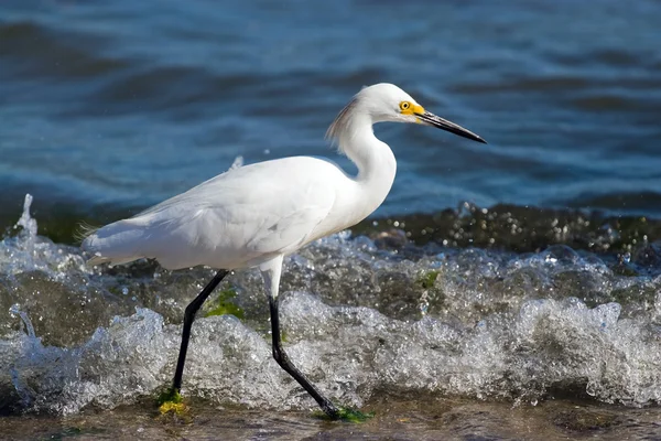 Snowy Egret — Stock Photo, Image