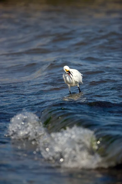 Snowy Egret Comer peixe — Fotografia de Stock