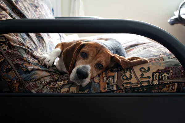 Lui beagle hond rusten — Stockfoto