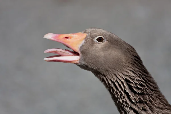 Angry Goose — Stock Photo, Image