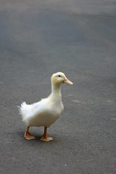 Cute Adolescent Duckling — Stock Photo, Image