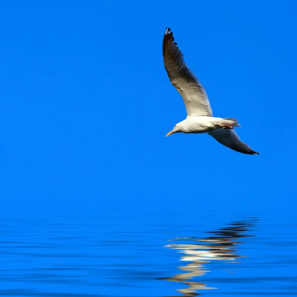 Seagull Flying — Stock Photo, Image