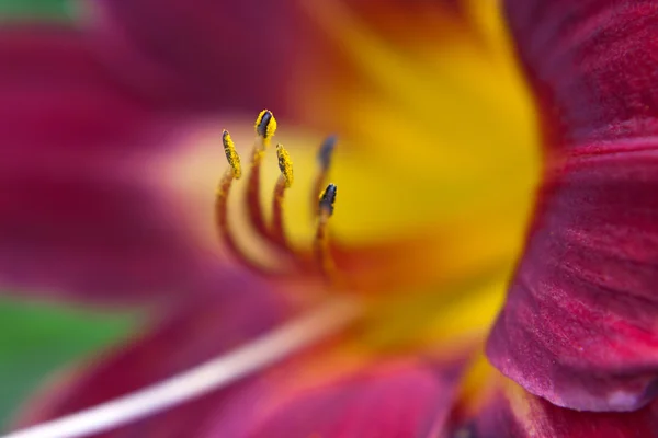 다채로운 릴리 매크로 — 스톡 사진