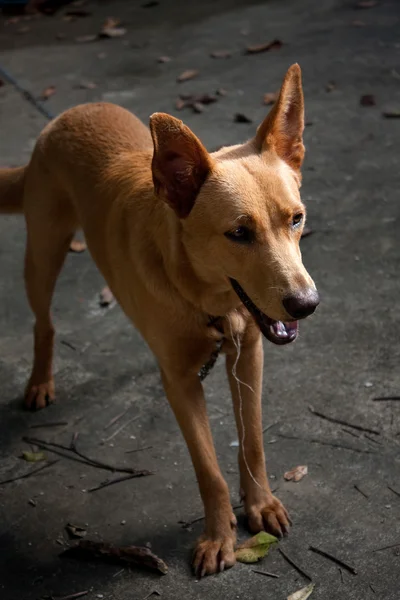 Perro de raza mixta — Foto de Stock