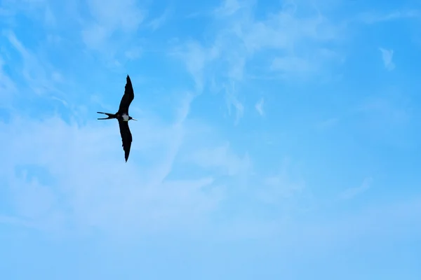 フリゲート鳥 — ストック写真
