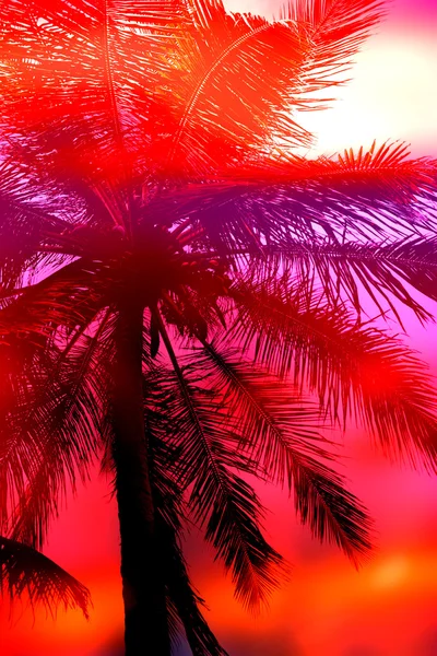 Tramonto delle palme — Foto Stock