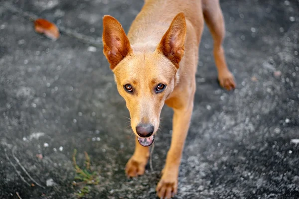 Cute Mixed Breed Dog — Stock Photo, Image