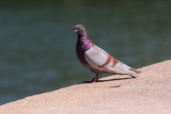 Purple Pigeon — Stock Photo, Image