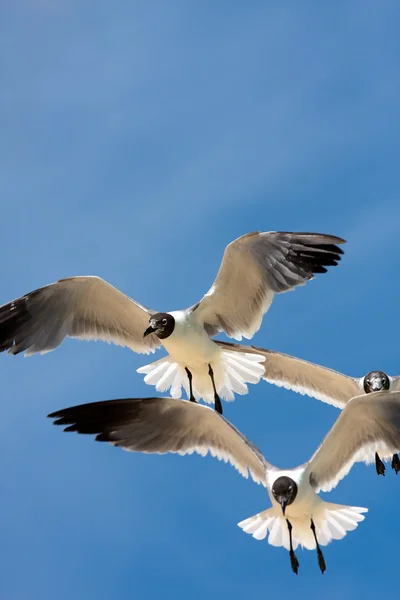 Seagulls Soaring — Stock Photo, Image